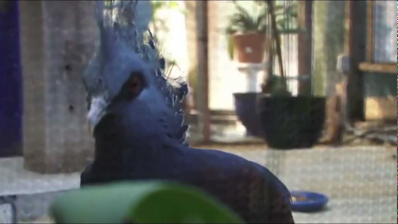 Saving Victoria Crowned Pigeons: One of the World's Most Important Birds