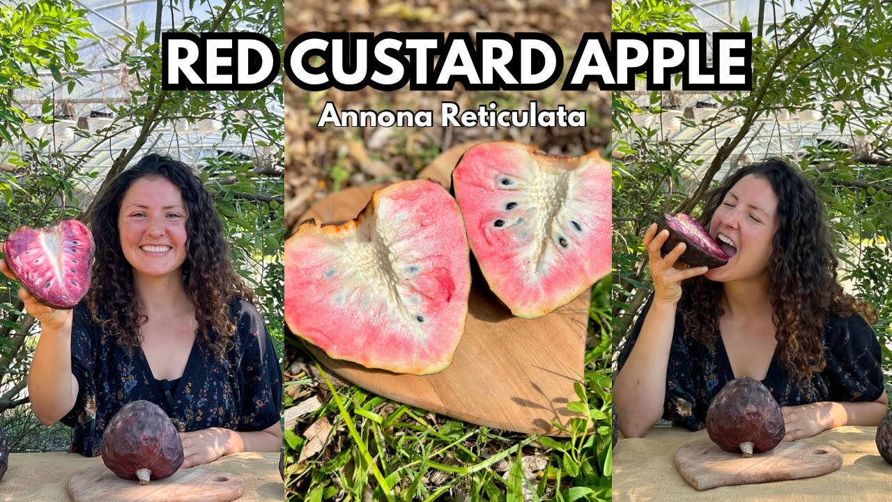 Opening Red Custard Apple