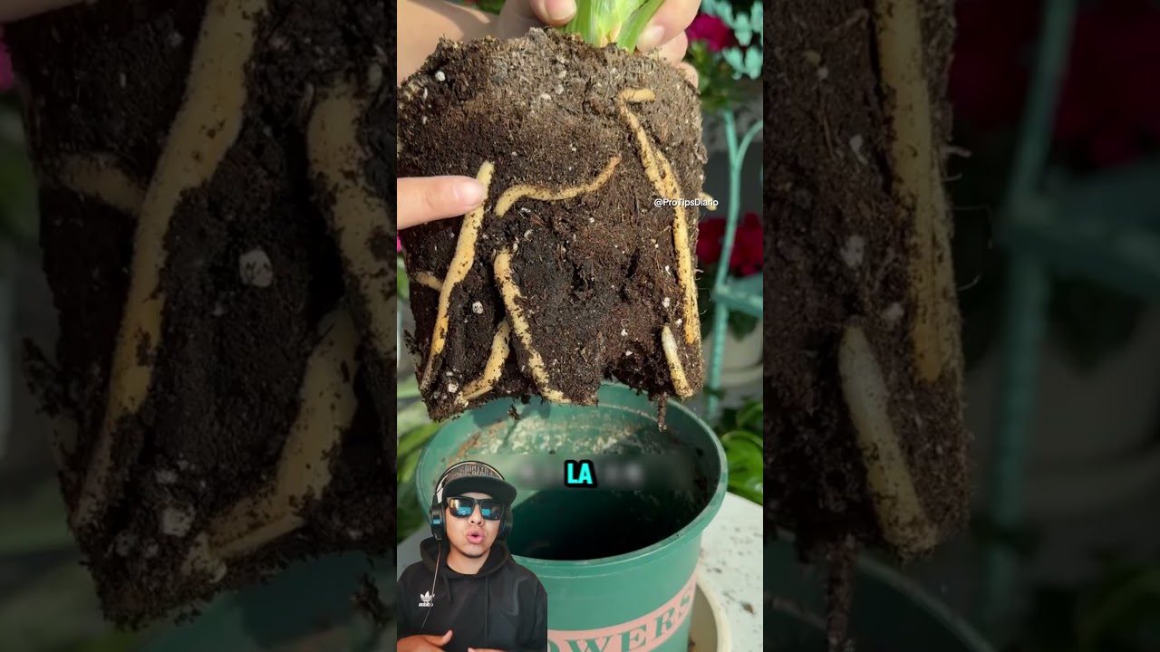 💧 Riego y hojas correctas = clivia en flor cada temporada