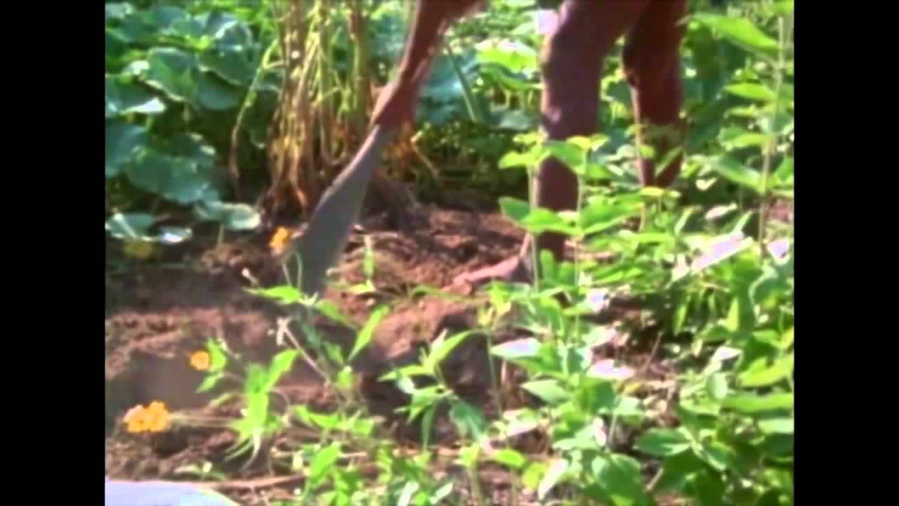 La sabiduria de la tierra - descubrimiento y conservaciòn de los indigenas Ayoreos