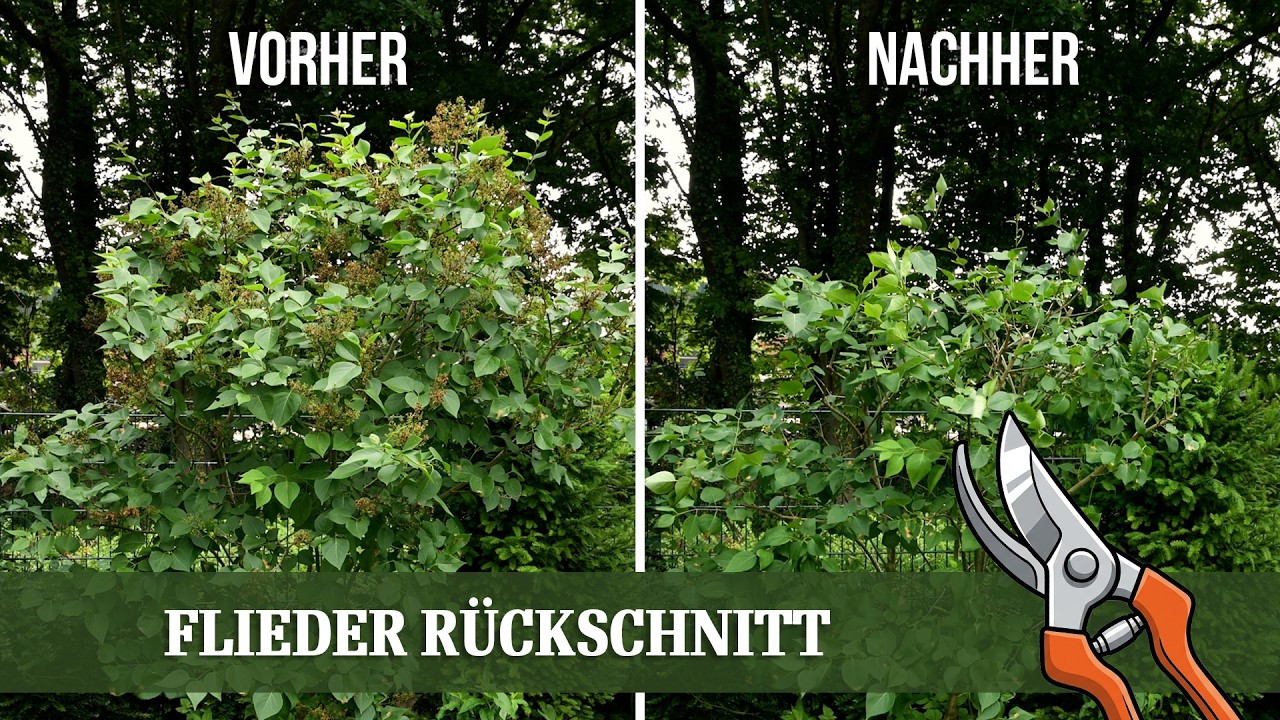 Flieder R&uuml;ckschnitt - Anleitung f&uuml;r mehr Bl&uuml;ten