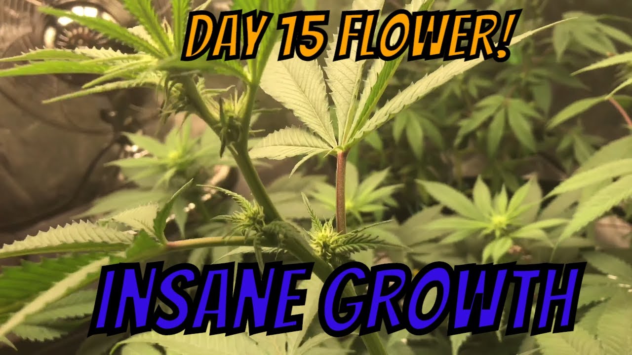 Organic Cannabis2 - Chocolate tent: Day 15 Flower Insane Growth...