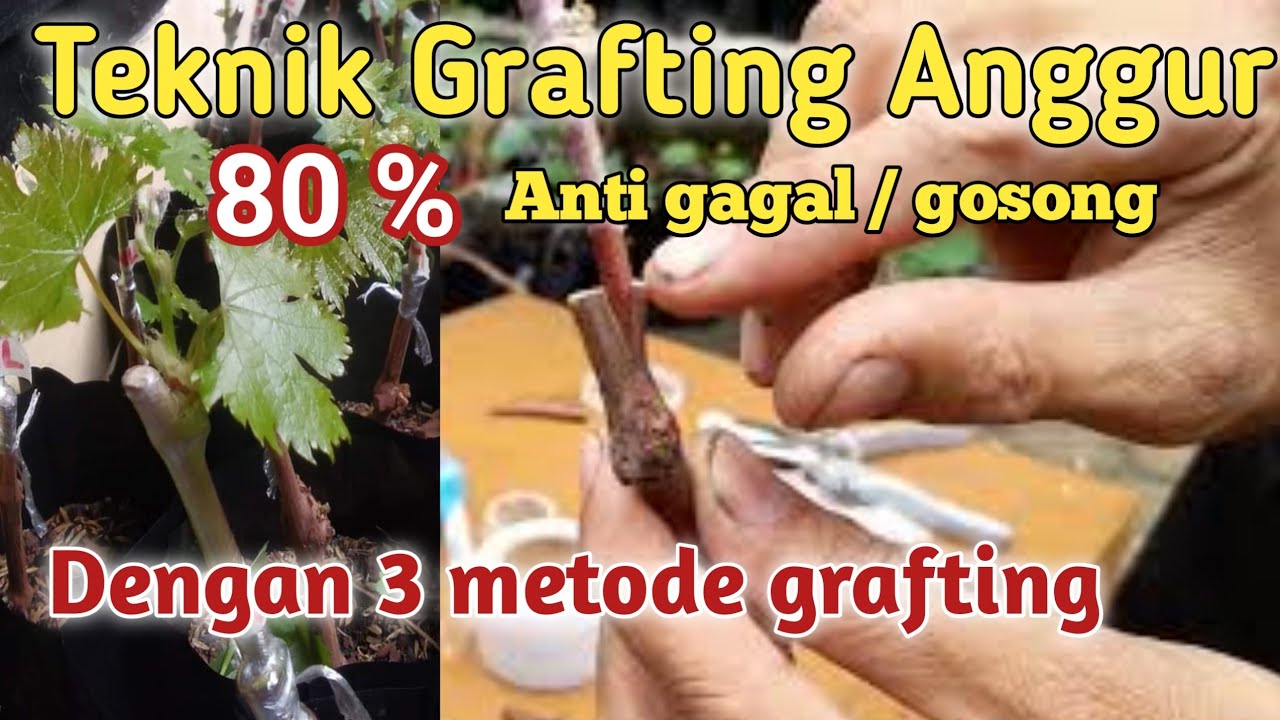 Grafting Anggur dengan 3 metode, 80% anti Gagal