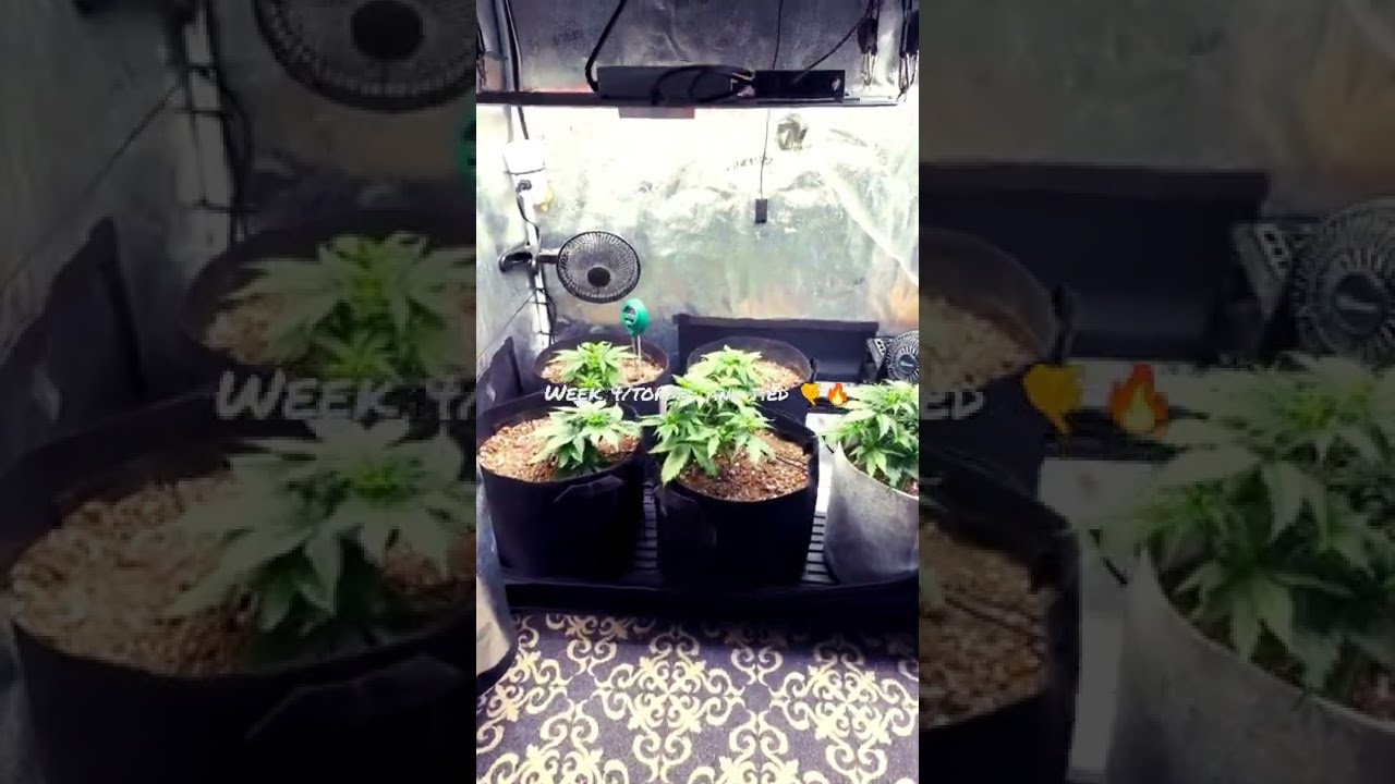 Week 4🔥🤙🚀 #spiderfarmer #autoflowers #cannabis #indoorplants #cultivation #420