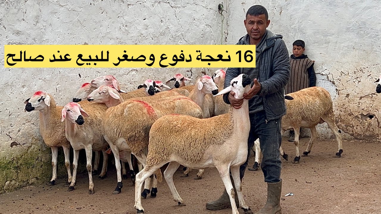 الله الله 16 نعجة دافعة وصغيرة فسن للبيع عند صالحً