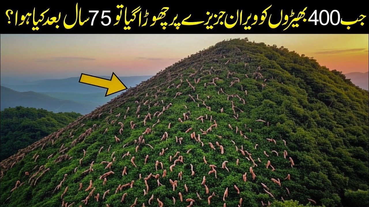 They left thousands of sheep to starve on a barren island... and what happened next shocked everyone
