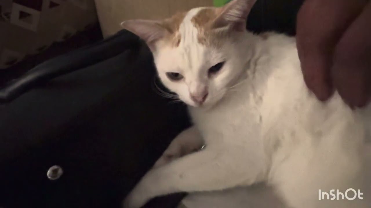 Bochi, the snow ball cat. #catvideos #funnyvideo #funnycats #catshorts 