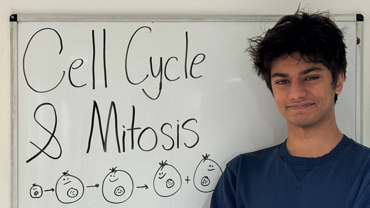 Cell Cycle & Mitosis Visually Explained - AP Bio