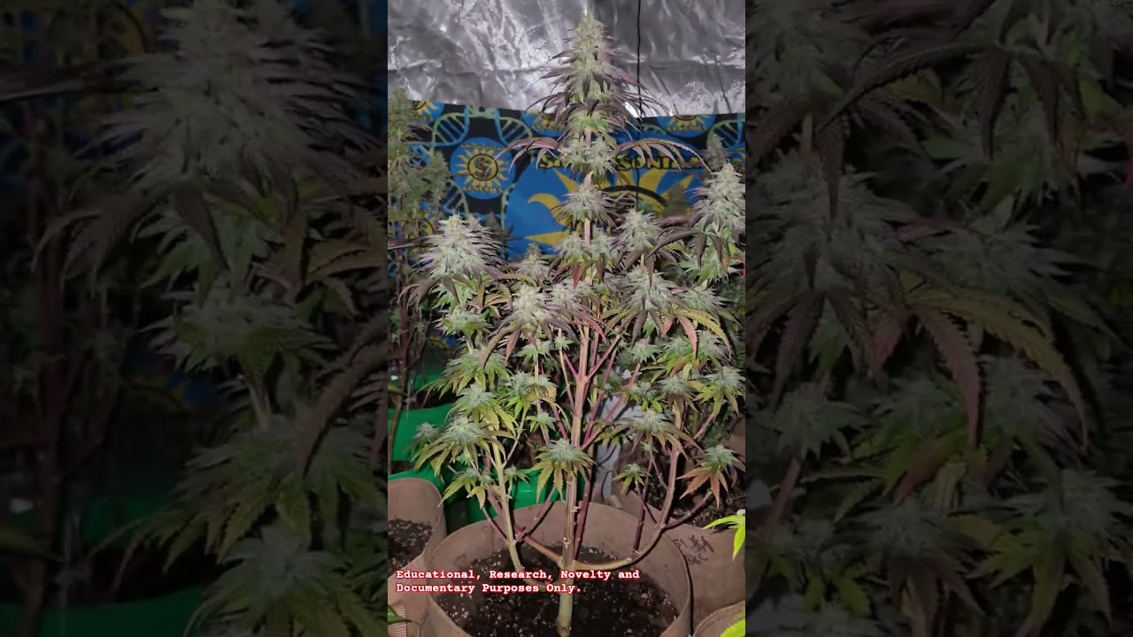 Cake Popz X Hubbabubba Kush Cake Smithsoniam Genetics #ohiogrown #ohio