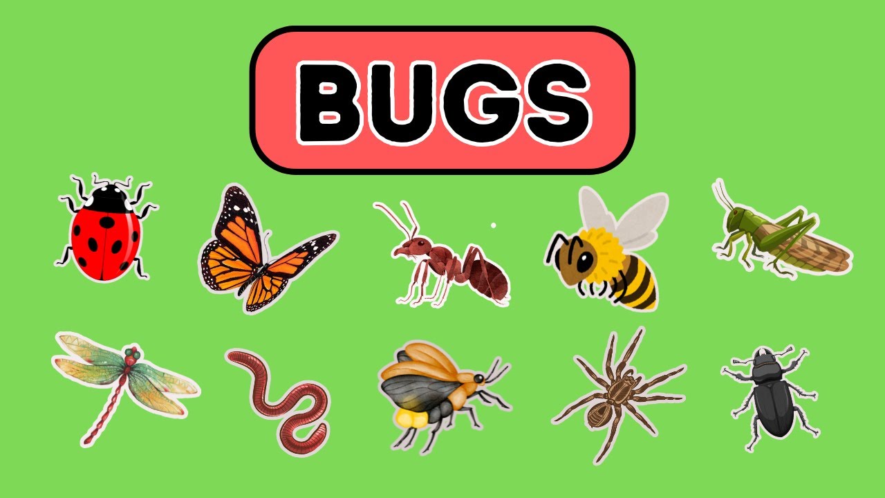 🐞 Let’s Learn About Bugs!10 Cool Bugs for Kids