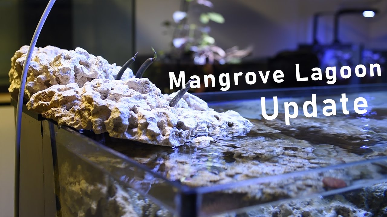 Mangrove Lagoon Reef Tank Update!