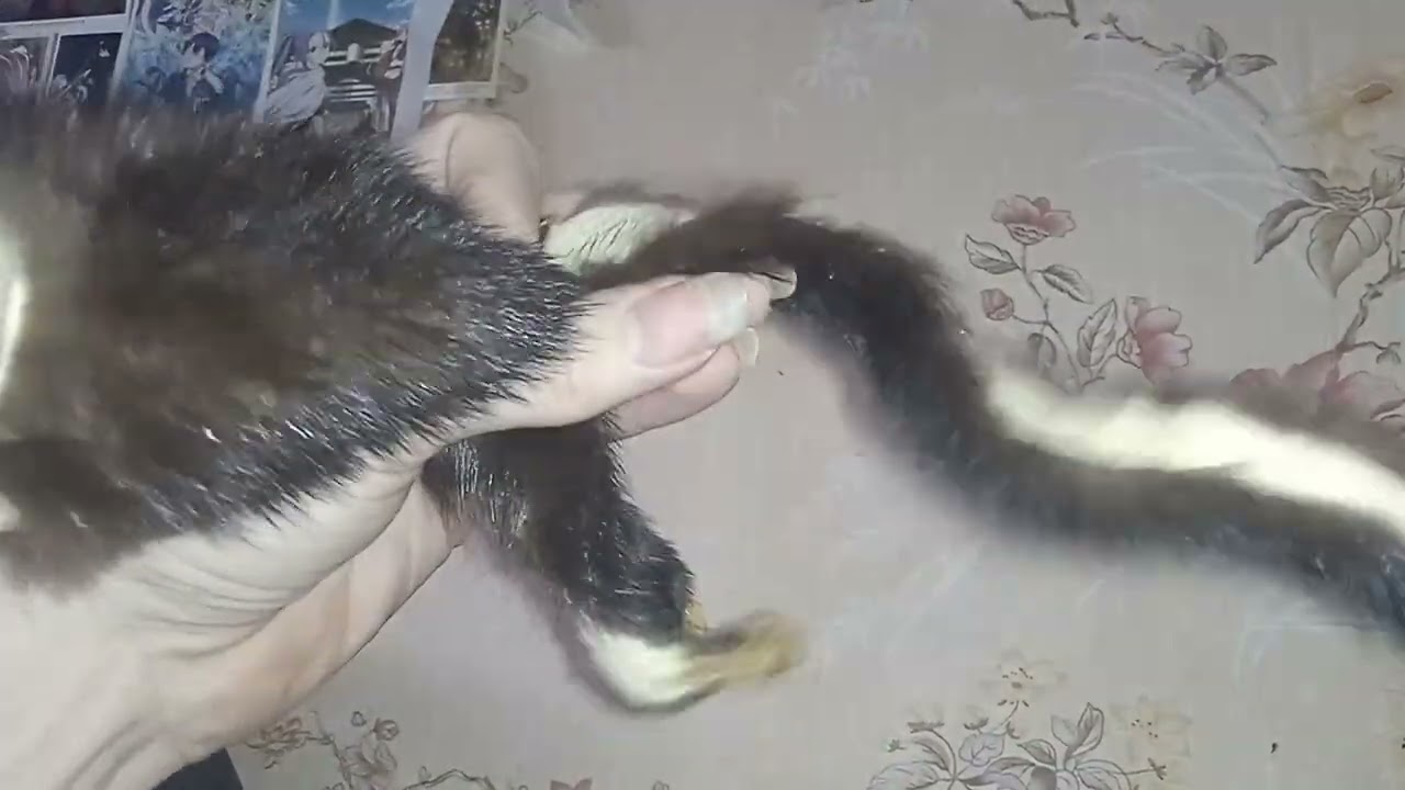 Шкурки норки  #taxidermy 