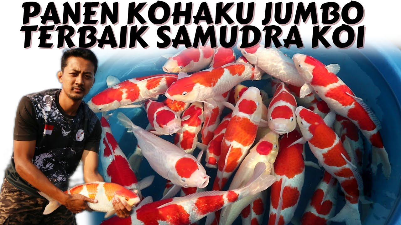 KOHAKU 50CM UP SUPER STRONG MULAI 1.5JT SAJA !