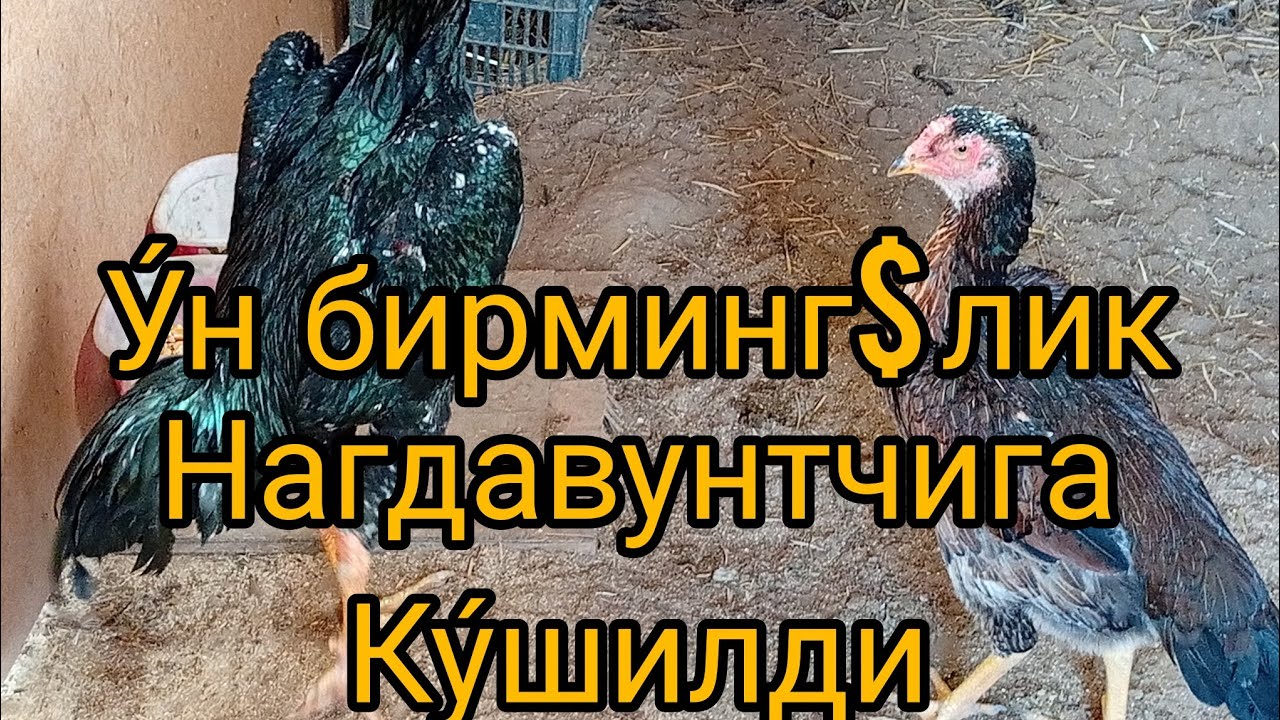 ЖУ́ЖА ЗАКАЗ КЛГАНЛАР УЧУН 