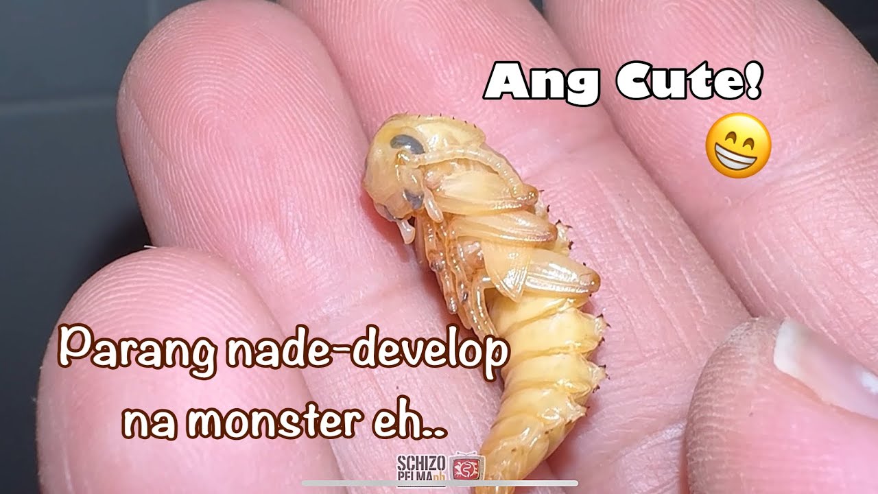 Simpleng proseso ng pag-breed ng superworms