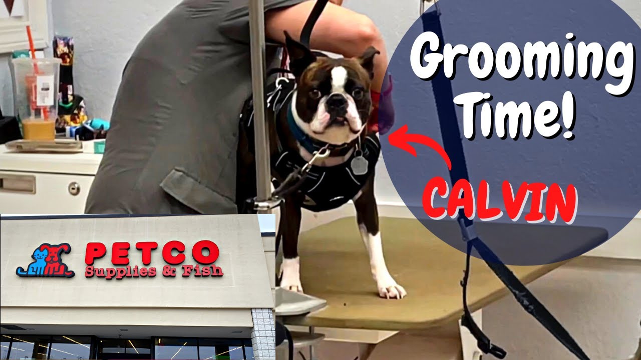 My BOSTON TERRIER Gets GROOMED at PETCO ~ Did He Stay Out Of *HOT WATER*?