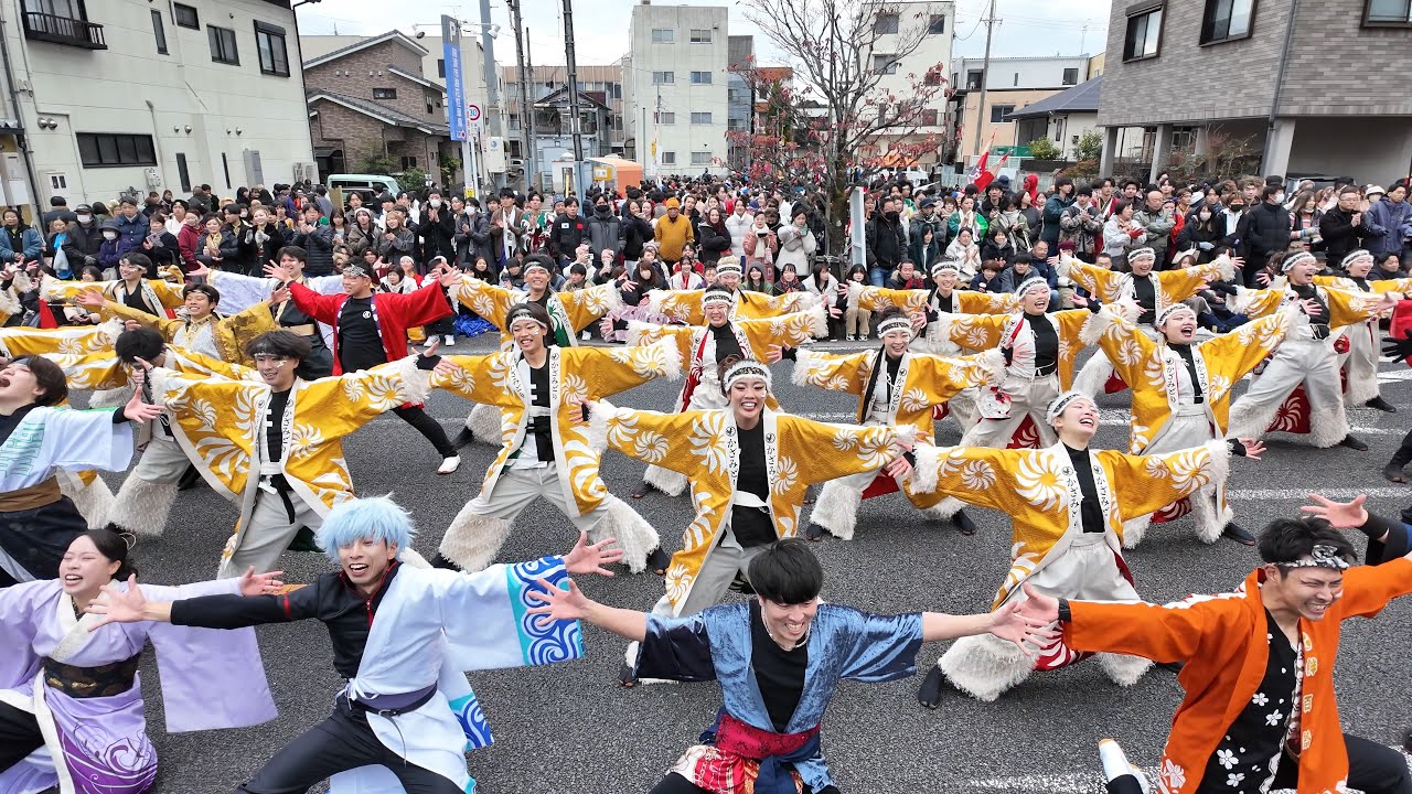 [4K] よさこいチームかざみどり　瑞浪バサラカーニバル 2024（バサカニ） 公園通線南会場