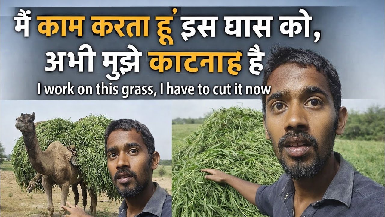 Aaj hamara #block bahut haryanvi wala hai kam Dekho labad dete Hain khajur ko