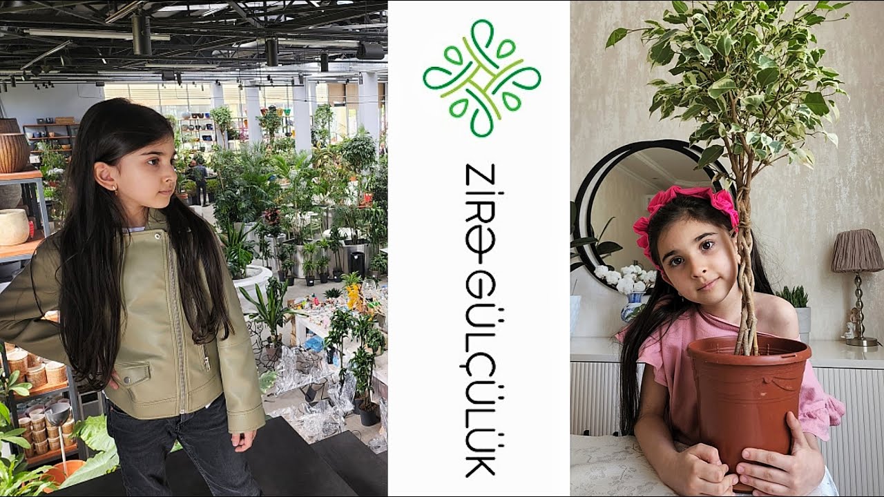 ZIRE gulculuk BAKU
