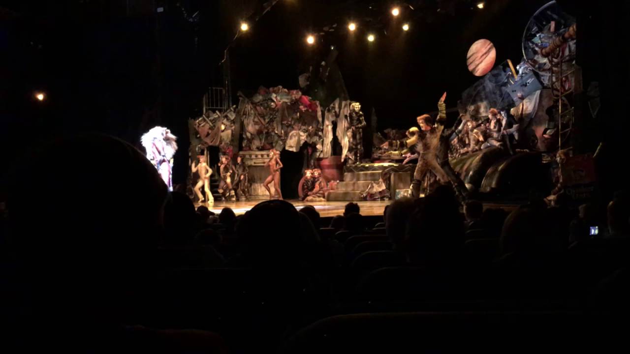 Cats: Royal Caribbean International cruise 2016