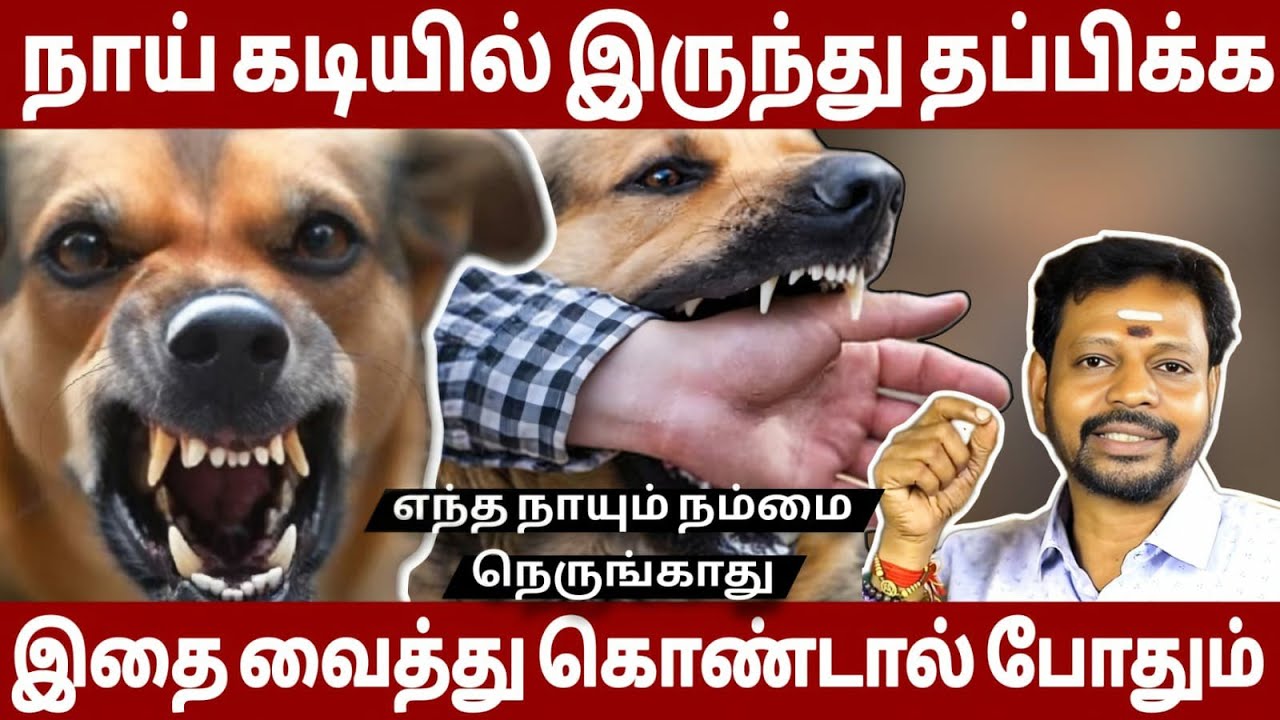 நாய் கடியிலிருந்து தப்பிக்க இதை வைத்துக் கொண்டால் போதும் | Dog Bite @SadhguruSaiCreationsyoutube10M 