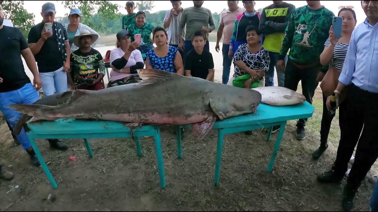Récord bagre de 145 libras con línea de mano, Así termina encuentro de pesca en el Charcon Guaviare.