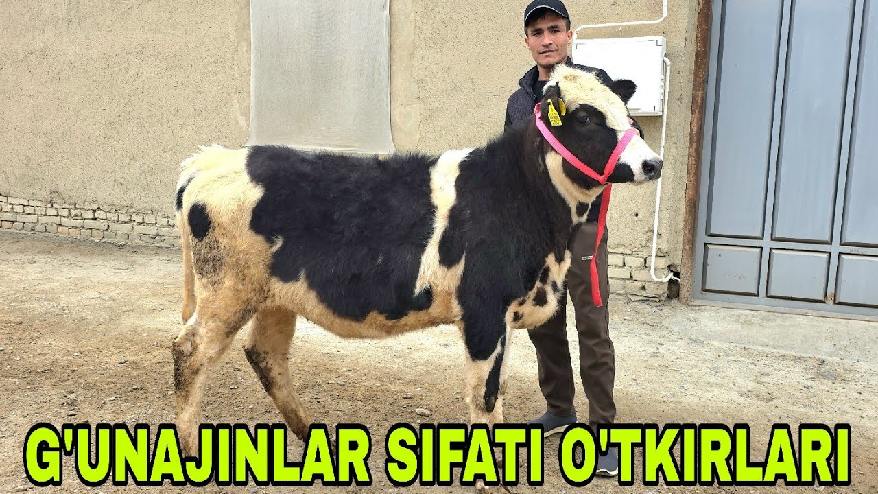 Shaxzodbek ukamizdan yangi partiya sifati o'ta kuchlilari arzon narxlarda 2-mart, 2026