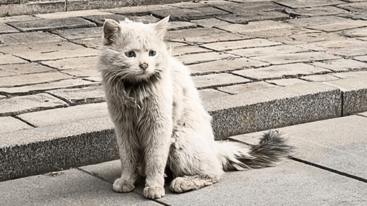 Бездомная кошка ждала шесть месяцев, веря, что девушка, кормившая её, вернётся и заберёт.