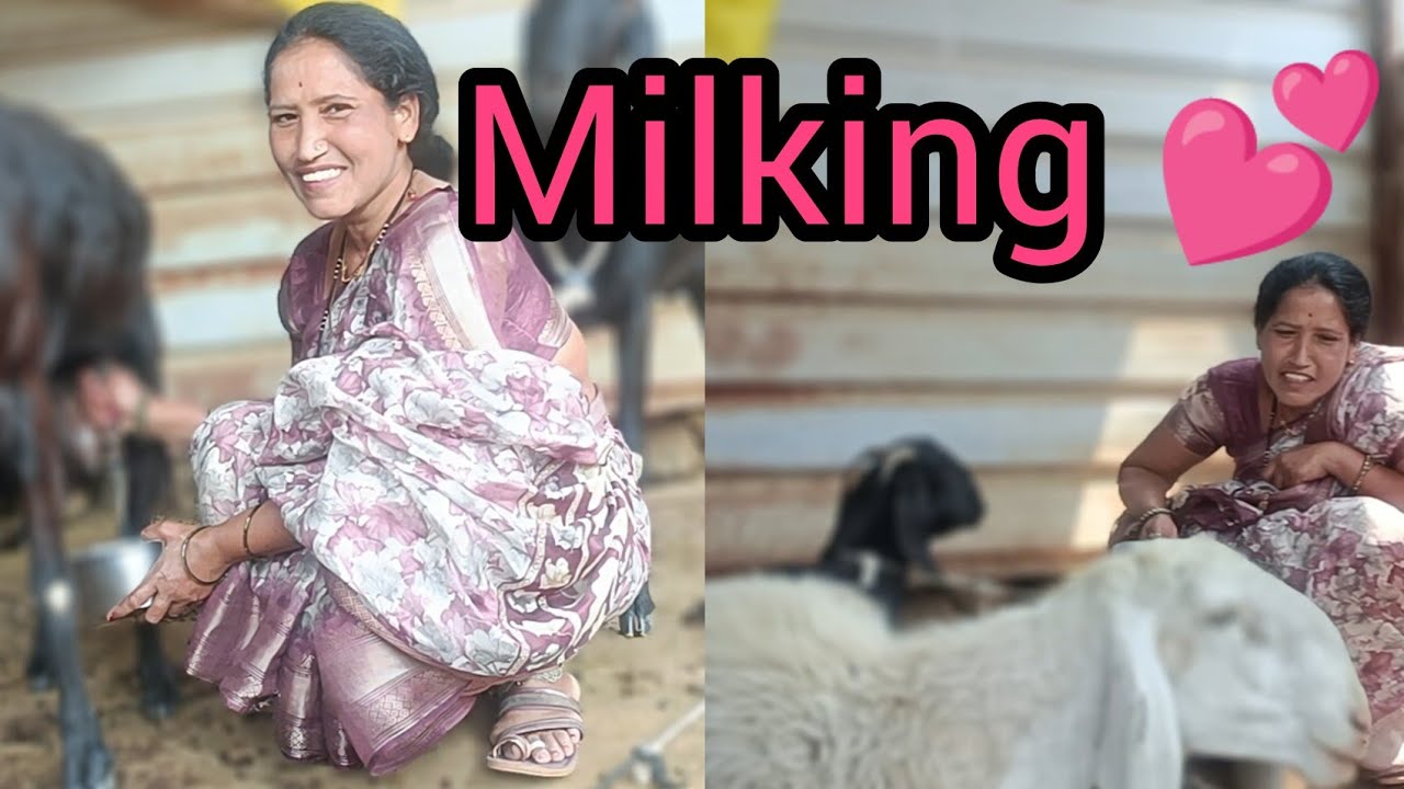 Desi woman goats milking beautiful hands 🤩😅