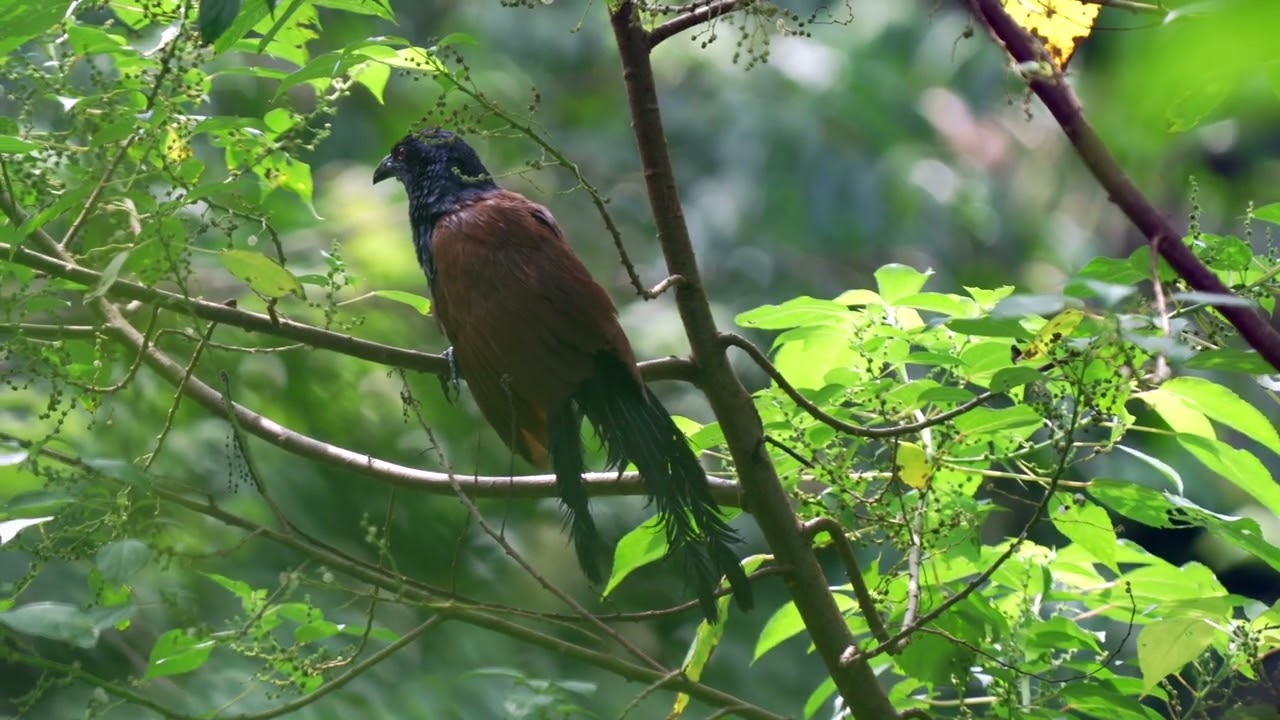 Greater Coucal's call