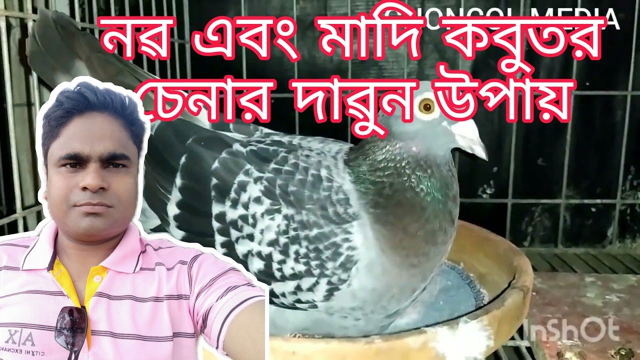 আপনি কিভাবে নৱ এবং মাদি কবুতর চিনবেন? দেখুন সহজ সমাধান/Choncol media/1080p HD BANGLA