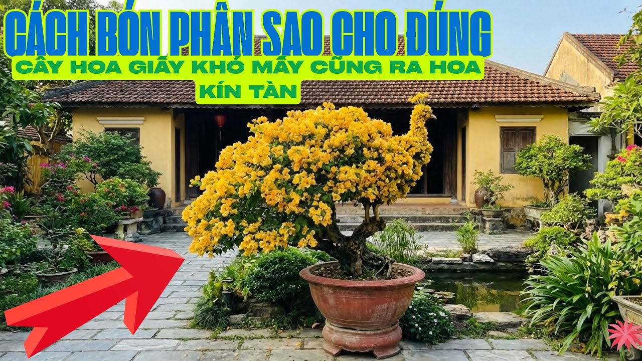 👉Bón Phân Hoa Giấy Đúng Tết: 10 Điều Ít Người Nói Nhưng Nhà Vườn Ai Cũng Biết