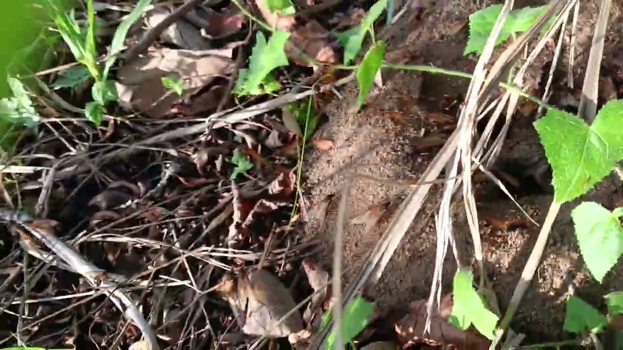 Quem conhece e quem já comeu tanajura? #tanajura, #formiga.