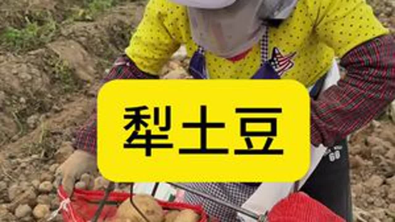 土豆哪里挖，土豆这里挖，一挖一麻袋。满地的土豆看着就满足，但每天风吹日晒的他们也是真的很辛苦。#三农 #我的乡村生活 #优质农产品