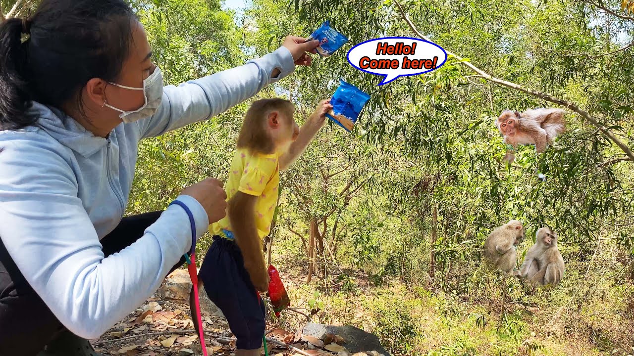 Monkey Lyly was moved when she returned to the forest and brought food to her monkey friends.