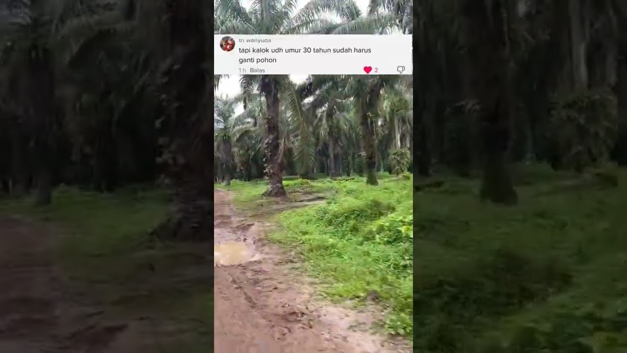 Umur sawit sudah 30 tahun sudah bisa di replanting #shorts