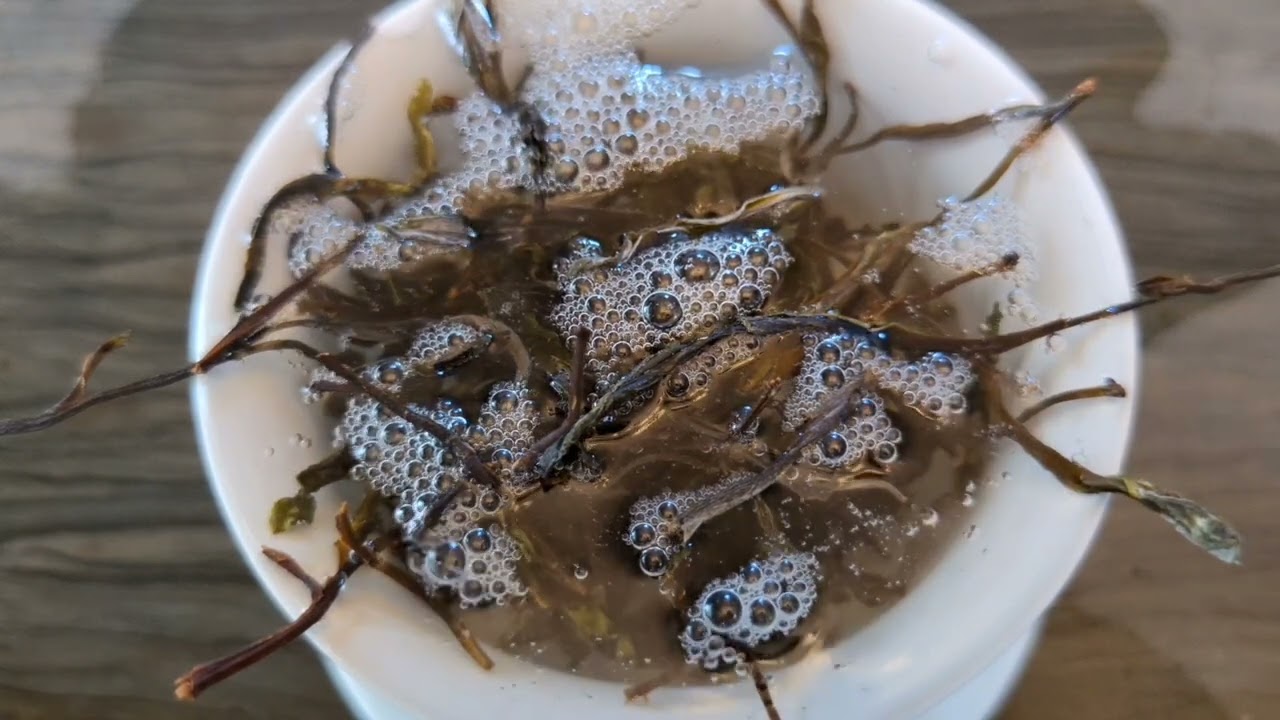 普洱文清点今年做的易武茶，一小堆茶花几十万，喝泡国有林高杆！