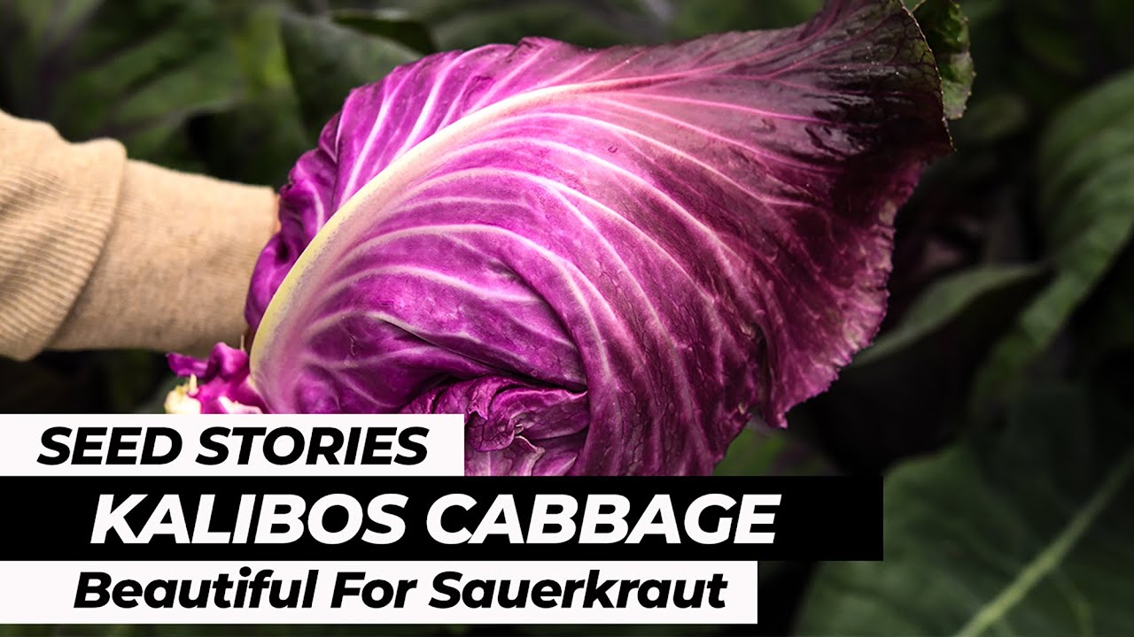 SEED STORIES | Kalibos Cabbage: Beautiful For Sauerkraut