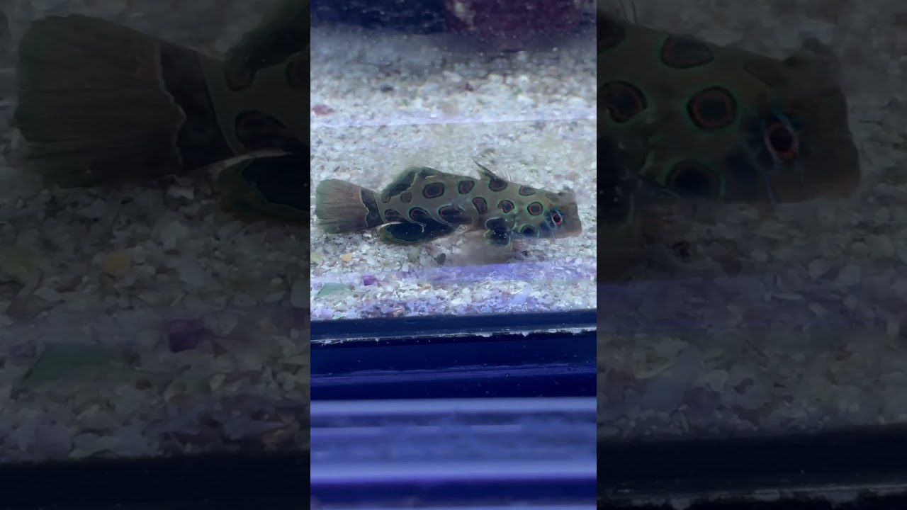 Spotted mandarin now available (9/11/24)