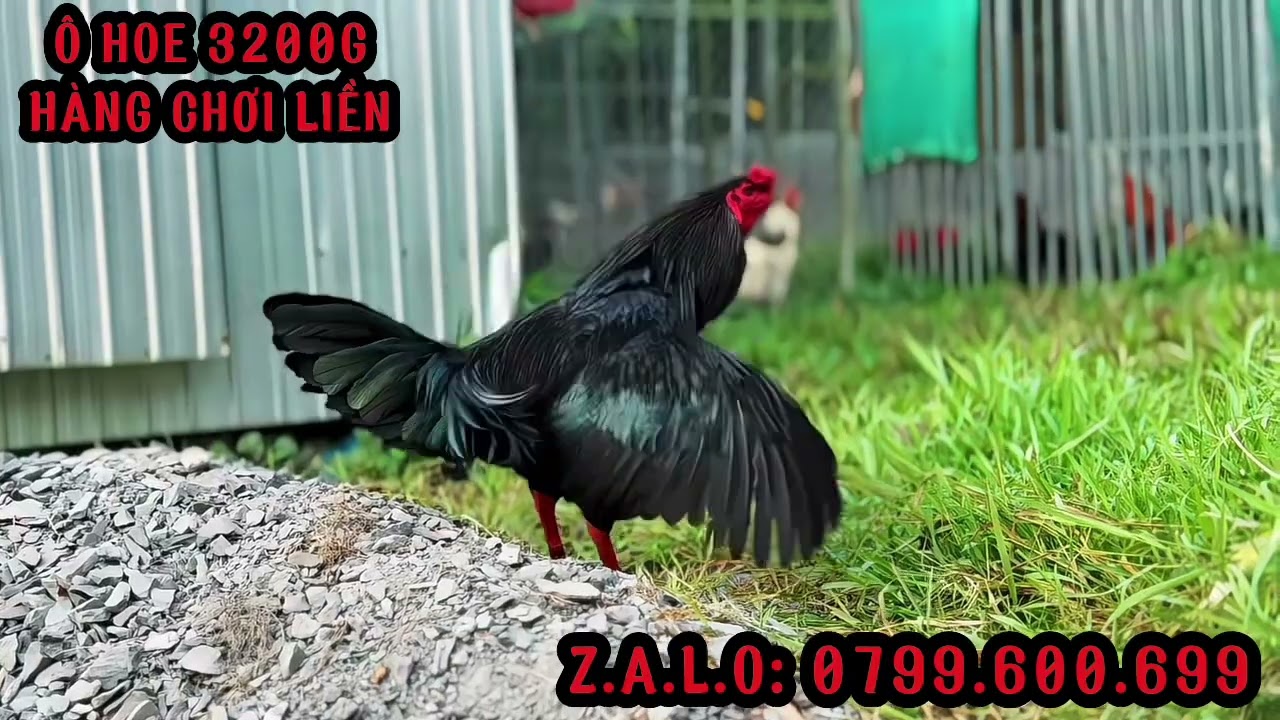 TG - Trần Cường. #top 3 Hàng Chơi Liền (Mùng 9). ALO 0799.600.699