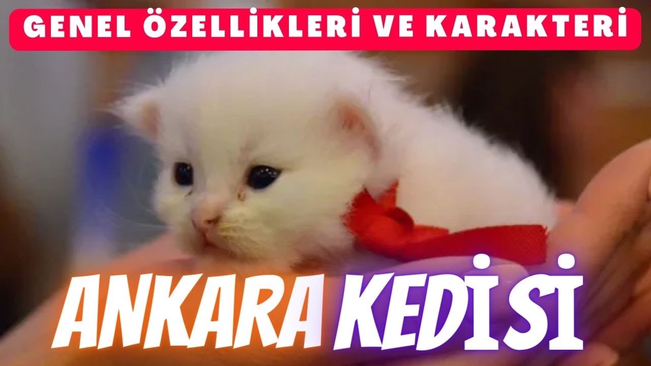 Ankara Kedisinin Genel Özellikleri Ve Karakteri -  Pratik Bilgi Bankası