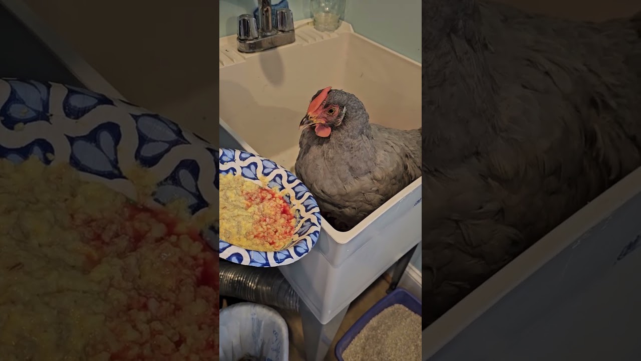 Opal the chicken 2-23-26