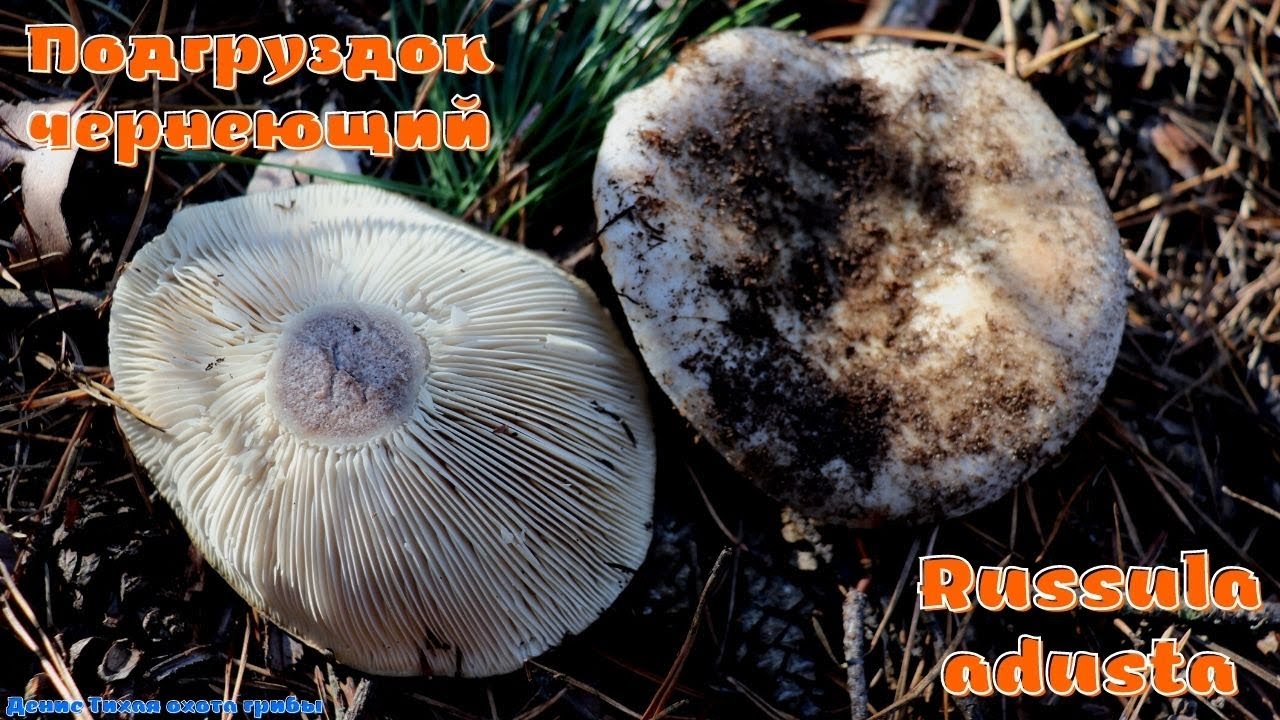 Подгруздок чернеющий - гриб только для засолки | Russula adusta