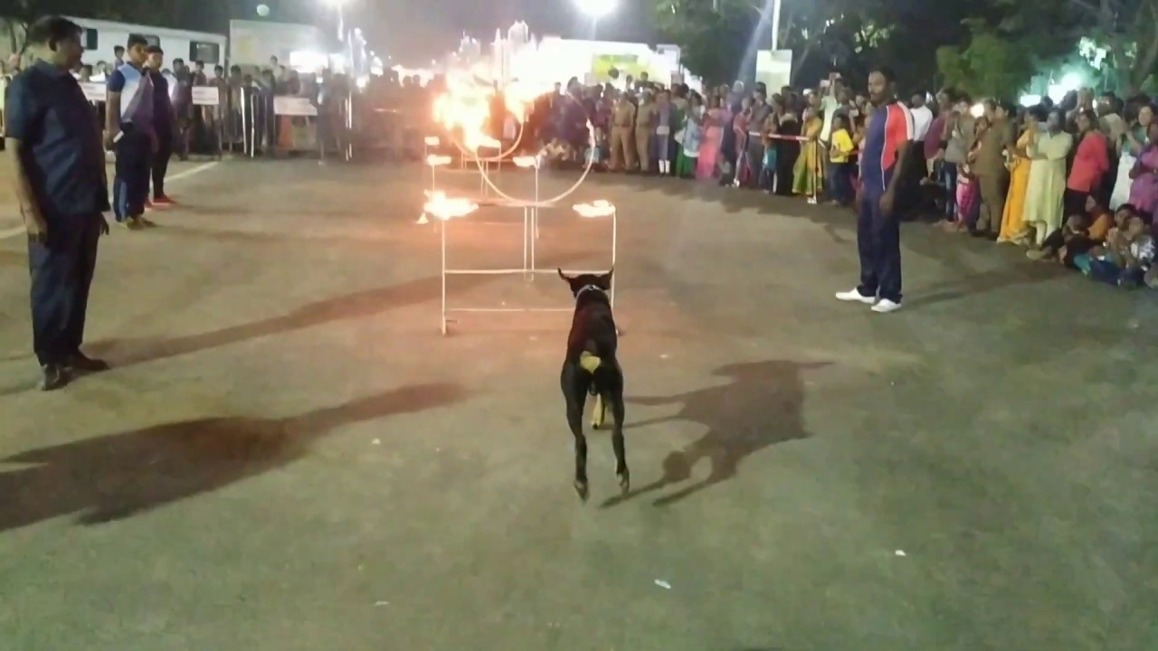 Dog jumping through fire hoop | stunning police | gold medal winning india  police dog