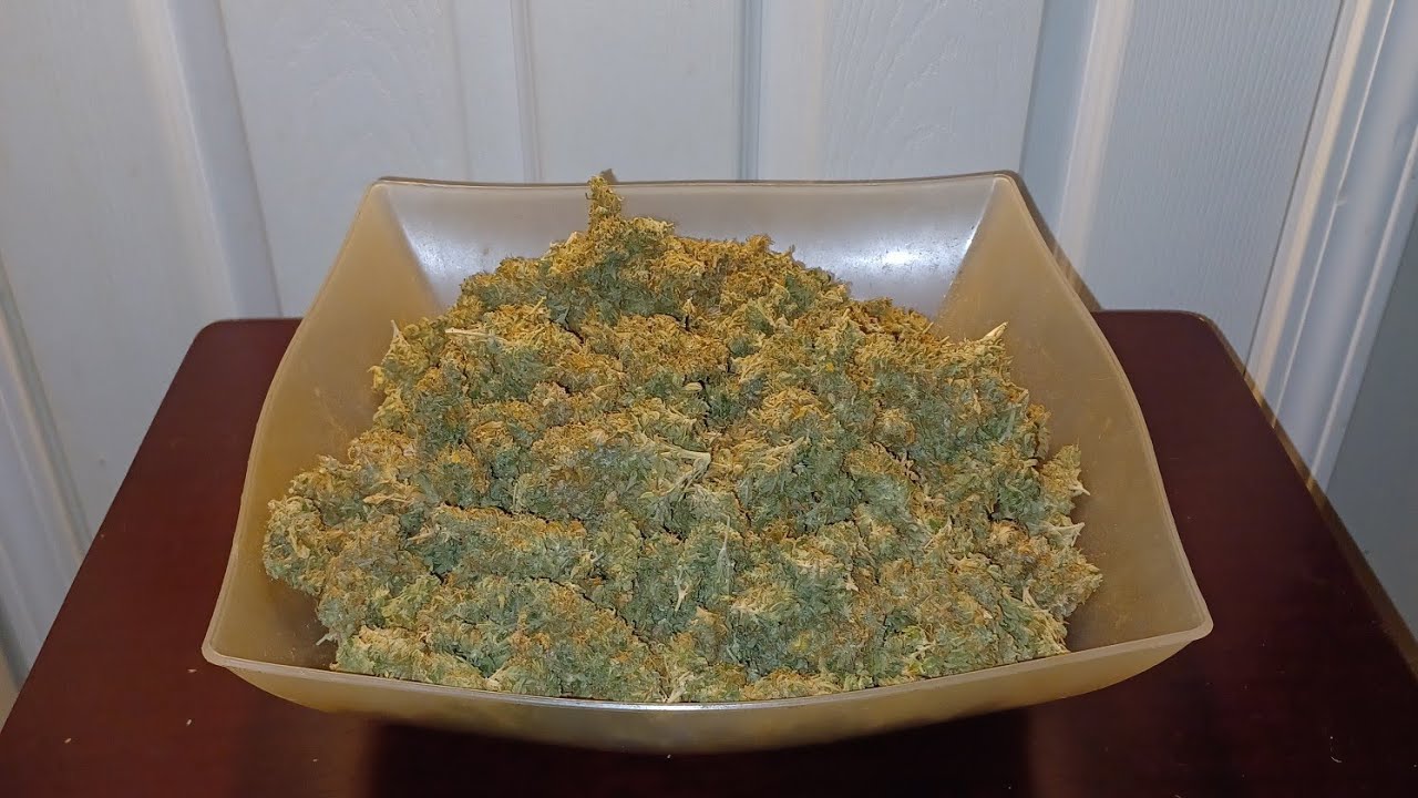 Final Yield Auto Opium from Divine Seeds Medic Grow DWC Medical Marijuana