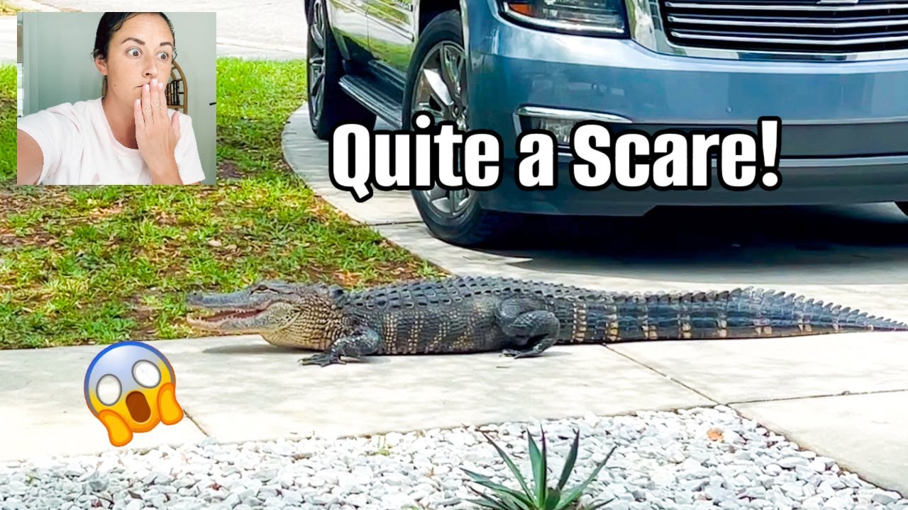 AN ALLIGATOR RIGHT OUTSIDE 🐊 😱 | Days in Our Life in Florida | Spring Cleaning