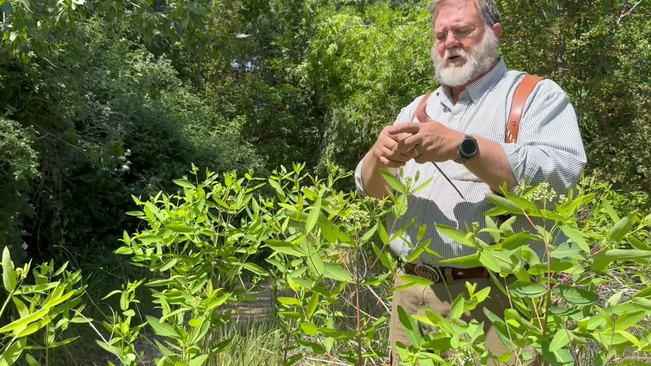 Dogbane Identification and Use