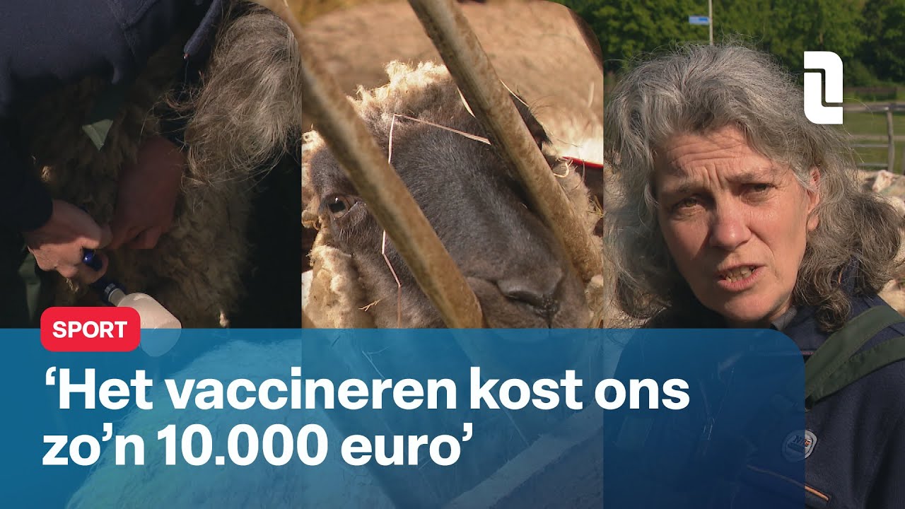 Veearts Judith redt met prik schapen van dood: 'Kost wel 10.000 euro' 🐑 | L1 Nieuws