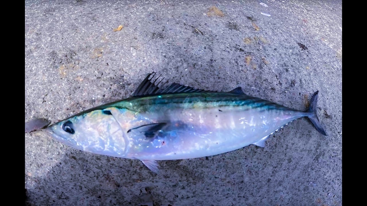 Bonito fishing Frenzy in Belmont Pier in Long Beach