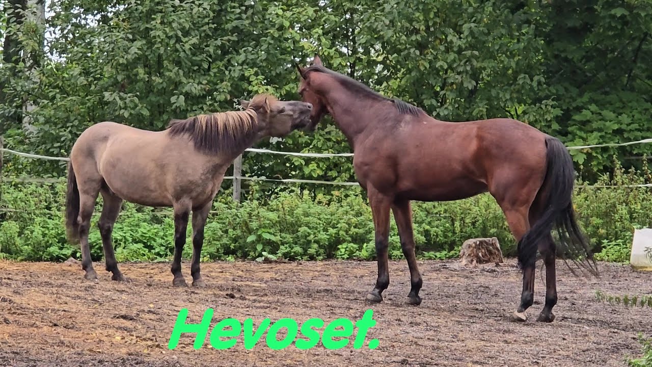Hevoset.